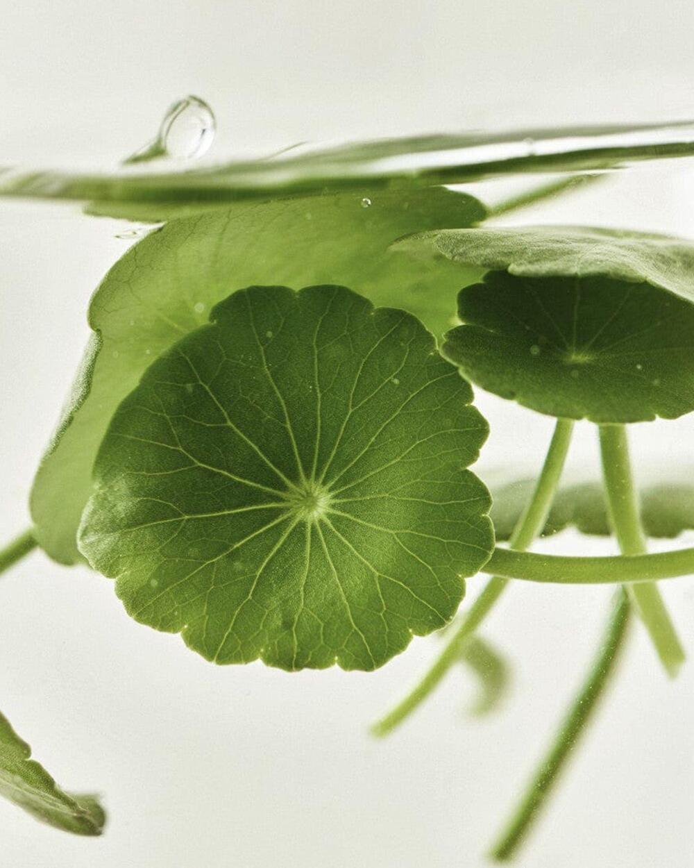 Beauty of Joseon Centella Asiatica Calming Mask 25ml X 10ea